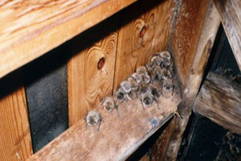 fairfax bats in attic