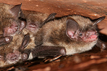 bats in the attic fairfax, VA