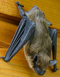 big brown bat Fairfax VA