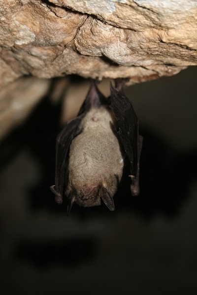gray bat (Myotis grisescens) Fairfax, VA