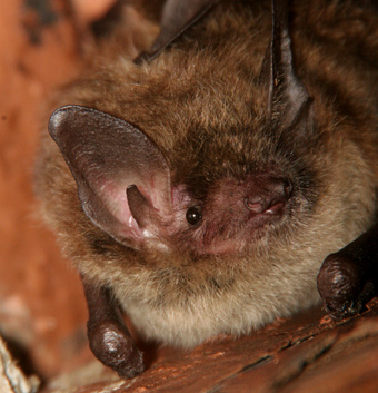 little brown bats, Fairfax VA