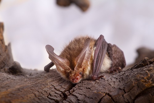 virginia big eared bat, Fairfax VA