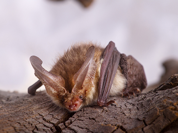 Virginia big-eared bat